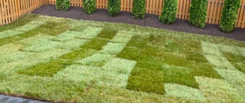 Lawn Replacement in Fort Worth